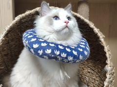 -康乐宝动物医院