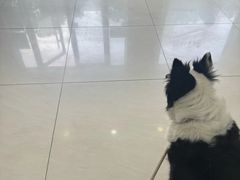 -美联众合动物医院·24h京西诊疗中心