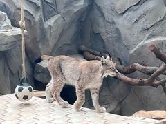 -青藏高原野生动物园