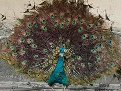 -美的鹭湖探索王国