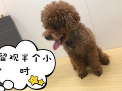 -美联众合爱康动物医院•复杂内科•肿瘤科•牙科•腔镜诊疗中心