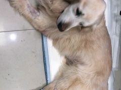 -申普宠物医院·眼科·心内科·影像科(普陀分院)