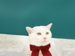 -爱洗澡的猫(天河路店)