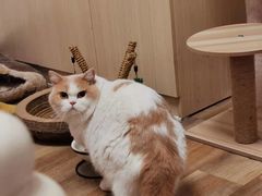 -奶牛家宠物酒店(嘉宏云顶店)