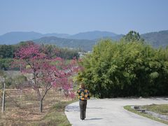 -天适樱花悠乐园
