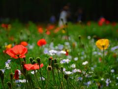 -上海共青森林公园