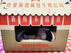 -红星前进面包牛奶公司(君太店)