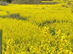 -樱桃山旅游景区