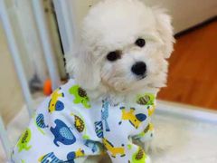 -PETKIT 小佩宠物·低压洗护·美容·寄养(安远店)