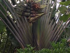 -亚龙湾国际玫瑰谷