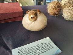 -上海海洋大学鱼文化博物馆(军工路校区)