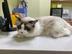 -瑞鹏宠物医院·骨科·猫科·内科(第一中心)