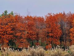 -三垟湿地