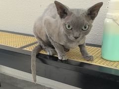 -琪喵猫屋·撸猫猫咖·猫舍