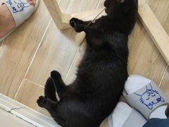 -李小姐の猫咖啡馆(五角场店)