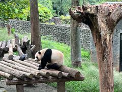 -都江堰中华大熊猫苑