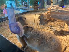 -昆明大悦城未来动物城(螺蛳湾中心店)