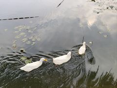 -后海公园