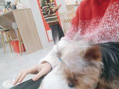 -柴犬小屋·柴餐厅·狗咖食堂(金鼎广场店)