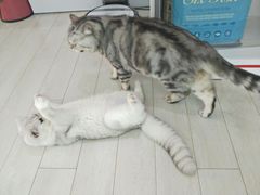 -喵的天空名猫咖啡馆·撸猫·猫舍·用品