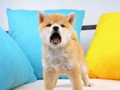 -萌宠之家·腊肠犬·马尔泰·小体犬舍