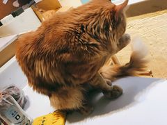 -猫小院猫主题咖啡厅(北锣店)