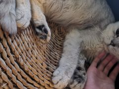 -猫猫幼稚园·撸猫·桌游·电玩