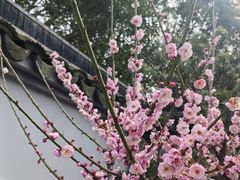 -无锡梅园公园