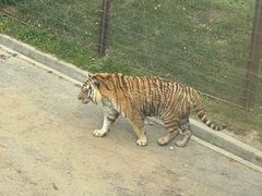 -大连森林动物园