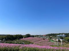 -大塘金香草谷