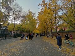 -三里屯东五街银杏大道