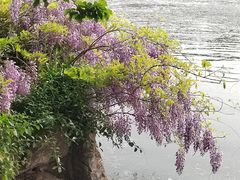 -济南大明湖景区