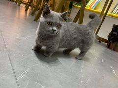 -喵店&猫咖