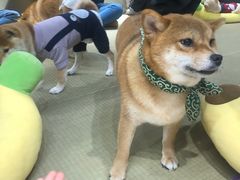 -逗柴咖啡屋·狗咖猫咖宠物桌游