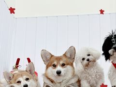 -汪说·狗咖·拼豆·宠物周边DIY(旺城大厦店)