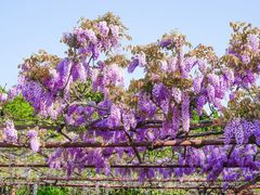 -嘉定紫藤园
