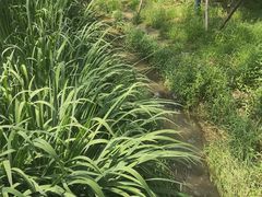 -白水寺森林公园