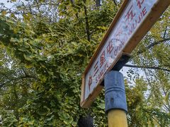-三里屯东五街银杏大道