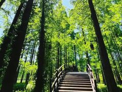 -黄海国家森林公园