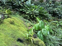-深圳仙湖植物园