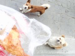 -上帝炸鸡(食品街店)