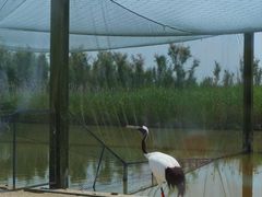 -盐城丹顶鹤湿地生态旅游区