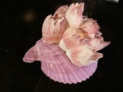 -贝壳梦幻世界