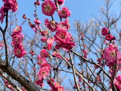 -梅花山(明孝陵内)