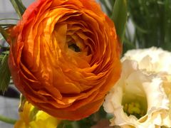 -植物学家的女儿(北马道巷店)