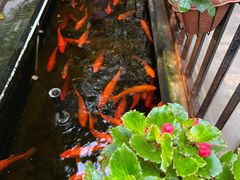 -绿雅居原生态农庄(小涌店)