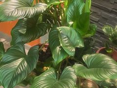 -泰古龙抓龙筋·spa按摩(静安店)