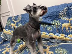 -心仪动物医院·牙专科·肿瘤·心脏科(西客站院)