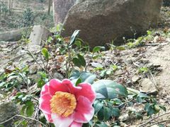 -中山市树木园