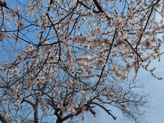 -桃花堤公园